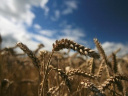 Украинские аграрии собрали с начала года 44 млн тонн зерна
