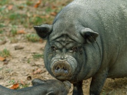 В Китае появился новый коронавирус: пока у свиней, но опасный для человека