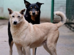 Стая бродячих собак спасла калужанку от изнасилования