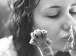 Почему нельзя целовать кошек: главные причины