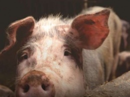 Новый "свинной коронавирус" угрожает людям - исследование