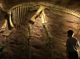 В Канаде 12-летний мальчик нашел скелет динозавра котором 69 млн лет