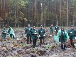 На Житомирщине за сутки высадили 300 тысяч деревьев