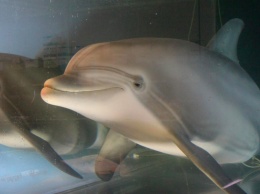 Американская компания разработала робота, который может заменить живых дельфинов в дельфинариях