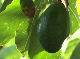 Плантации авокадо "выпили" почти всю воду на юге Португалии (видео)