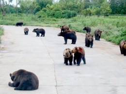 Группа медведей загрызла смотрителя зоопарка на глазах у посетителей