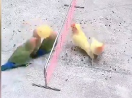Смышленые попугаи научились играть в волейбол и теперь набирают армию болельщиков в Сети