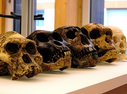 Названа причина вымирания пяти видов Homo