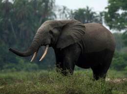 Берег слоновой кости может остаться без слонов