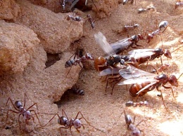 Ученые нашли объяснение силе муравьев