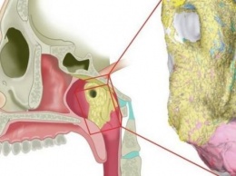 Напоминает железы: ученые нашли новый орган в центре человеческой головы