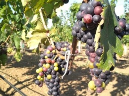 В Судаке закладывают виноградники на 130 млн рублей