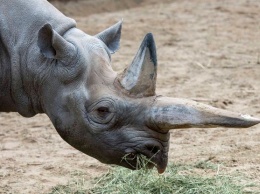 В зоопарке Берлина умерла старейшая в мире самка черного носорога