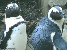 Семью создать хотели: в голландском зоопарке пингвины-геи украли яйцо у пингвинов-лесбиянок