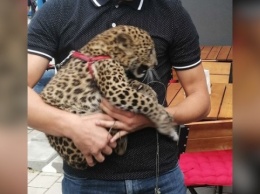 В Ивано-Франковске полиция ищет леопарда, которого выгуливали в жилом районе