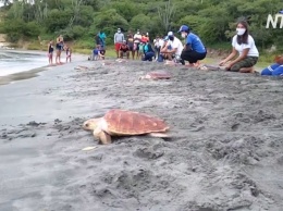 В Колумбии выпустили в море 80 редких черепах (видео)