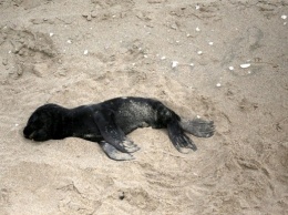 На побережье Намибии вымыло тысячи мертвых тюленей