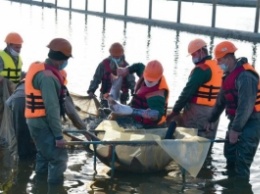 Возле Запорожской АЭС в пруд выпустили редкую рыбу (ФОТОФАКТ)
