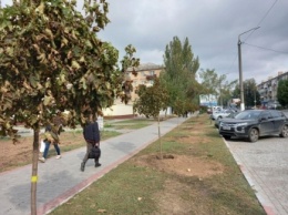 В Мелитополе на центральном проспекте зашумят клены (фото)