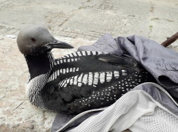 На одесском пляже спасли птицу, которая не могла самостоятельно добраться до воды