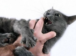 Почему кошка начинает ласкаться после того, как покусает хозяину руки
