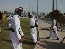 В Катаре возобновились верблюжьи бега (видео)