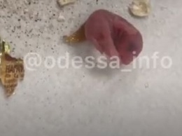 В Одессе в упаковке овсянки обнаружили живых мышей: опубликовано видео