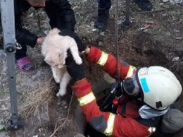 В Днепре спасатель в аппарате защиты органов дыхания полез за застрявшим котом в колодец