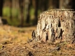 «Утро с Интером»: как восстанавливают лес?