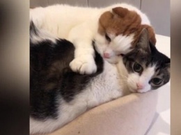 Кошка сделала коту расслабляющий массаж и стала звездой Сети