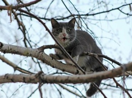 Миссия невыполнима. В Мариуполе несколько дней не могут спасти кота, - ФОТО