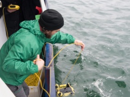 Greenpeace: в Кроноцком заливе на Камчатке аномалий не найдено