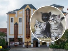 В Виннице в музее поселились котята: животных раздают с "приданым" (фото)