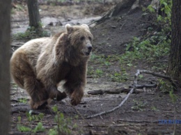 Тарпаны, "бэмби" и медведи: Львовщина назвала сезонные туристические "магниты"