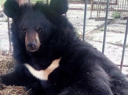 Медведь напал на украинку и умер (видео)