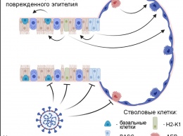 Стволовые клетки могут быть чувствительны к SARS-CoV-2