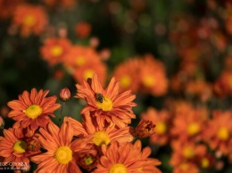 В Ботаническом саду КФУ испытывают более 100 гибридов хризантем (ФОТО)