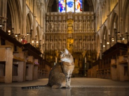 Лондонский собор отпел уличную кошку, которая жила в нем последние 12 лет и стала местной знаменитостью (ФОТО)