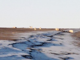 У чукотского села полсотни белых медведей собрались, чтобы пообедать тушей выброшенного кита. Фото