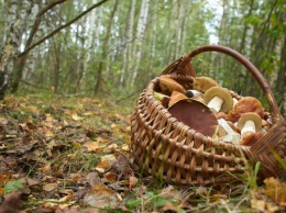 На Харьковщине люди травятся грибами