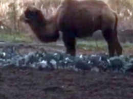 "Как прогнать этого страшного зайца?": сеть повеселил верблюд, разоряющий огороды под Харьковом