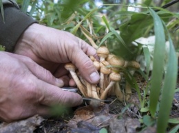 В Николаевской области четыре человека отравились грибами