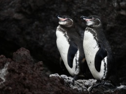 На Галапагосах наблюдается рекордный рост числа пингвинов и бакланов