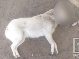 В Кривом Роге неизвестные устроили массовую травлю собак