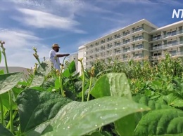 Мята и базилик: кубинские отели выращивают травы, привлекая туристов (видео)