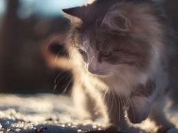 Более 13 тысяч котов могут согреться зимой от изношенных теплотрасс Симферополя и Сак