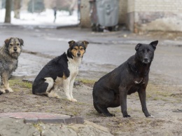 В Долгинцевском районе Кривого Рога неизвестные потравили собак