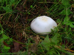 В октябре пять человек отравились грибами: как отличить ядовитые от съедобных