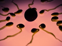Женские яйцеклетки сами притягивают сперматозоиды партнера - медики