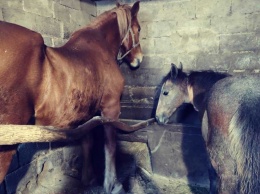В Днепре лошади стали «заложниками»
